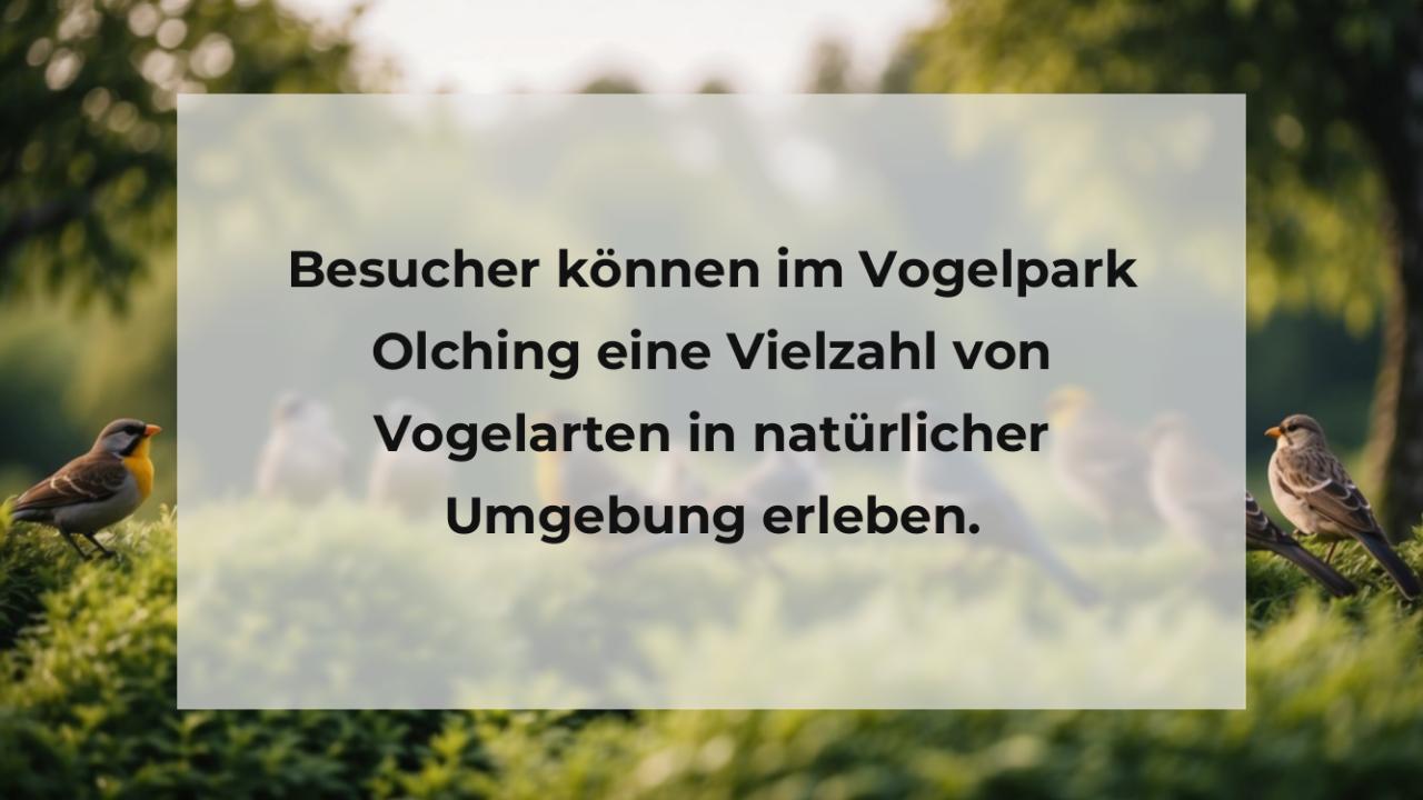 Besucher können im Vogelpark Olching eine Vielzahl von Vogelarten in natürlicher Umgebung erleben.