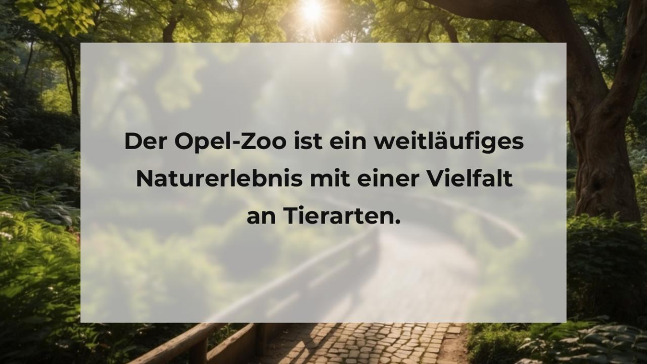 Der Opel-Zoo ist ein weitläufiges Naturerlebnis mit einer Vielfalt an Tierarten.